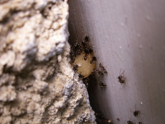 Comment Se Débarrasser Des Fourmis Qui Rentrent Dans Ma dedans Comment Se Débarrasser Des Fourmis Dans Le Jardin