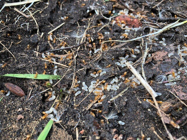 Comment Se Débarrasser Des Fourmis serapportantà Comment Se Débarrasser Des Fourmis Dans Le Jardin