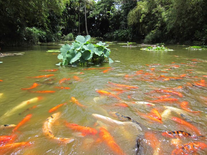 Deshaies Guadeloupe : Cartes, Photos Et Infos Touristiques dedans Jardin Botanique Guadeloupe