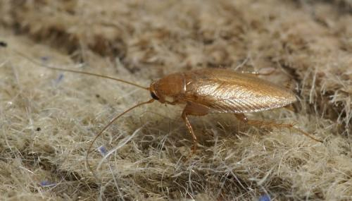 [Ectobius Pallidus] Une Blatte Dorée – Le Monde Des Insectes avec Cafards De Jardin