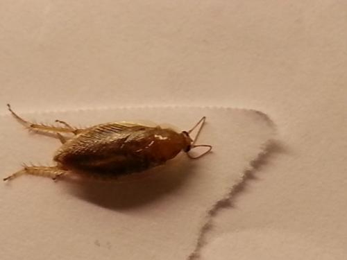 [Ectobius Sp.] Horrible Cafard Ou Blatte Des Jardins? – Le avec Cafard De Jardin