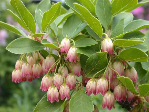 Enkianthus Campanulatus – Enkianthus Campanulatus – Jardin avec Le Jardin Des Gazelles