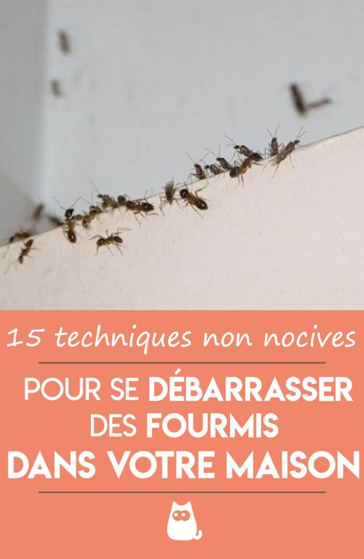 Épinglé Sur Insectes intérieur Comment Se Débarrasser Des Fourmis Dans Le Jardin