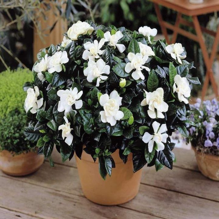 gardenia