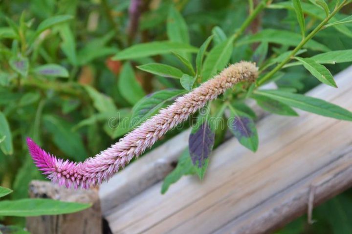 Flor Photos Stock – Téléchargez 8,152 Photos Libres De Droits intérieur Piscine Bois Laranja