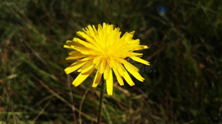 Flor Photos Stock – Téléchargez 8,152 Photos Libres De Droits intérieur Piscine Bois Laranja