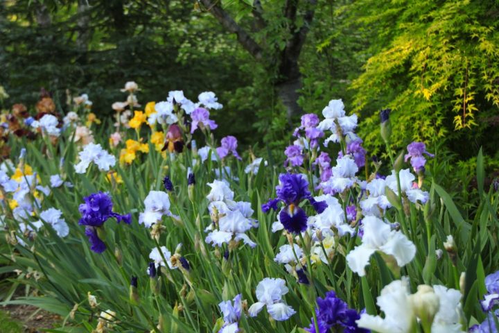 Galerie Photo Des Martels : Le Jardin Au Printemps intérieur Jardin Des Martels Galerie Photo Des Martels : Le Jardin Au Printemps intérieur Jardin Des Martels