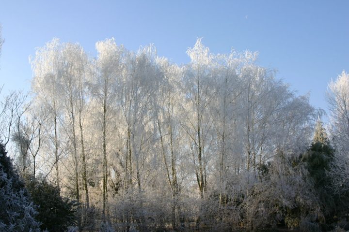 Galerie Photo Des Martels : Le Jardin En Hiver destiné Jardin Des Martels Galerie Photo Des Martels : Le Jardin En Hiver destiné Jardin Des Martels