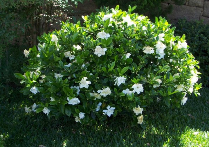 Gardênia – Viveiro Löf concernant Gardenia De Jardin