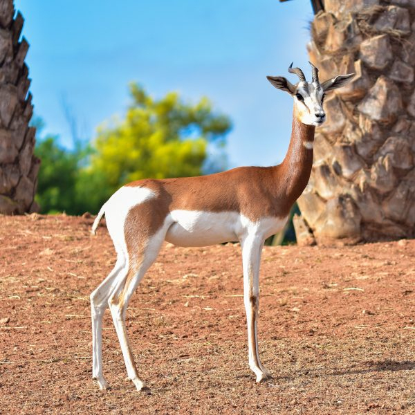 Gazelle Dama Mohr – Royaume Du Maroc || Jardin Zoologique dedans Le Jardin Des Gazelles