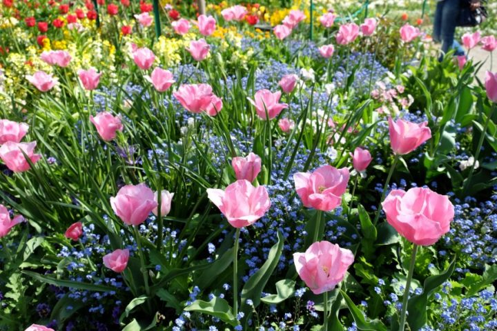 Giverny : Le Jardin De Claude Monet Au Printemps à Le Jardin Des Fleurs