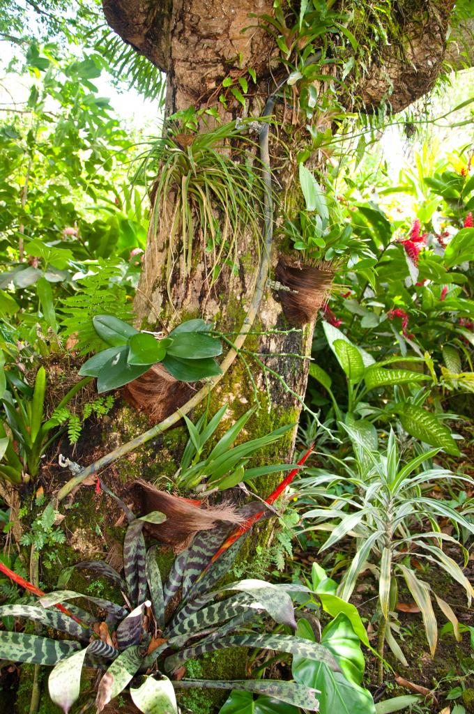 Guadeloupe – Jardin Botanique De Deshaies / Coluche destiné Jardin Botanique Guadeloupe