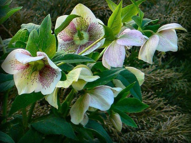 Helleborus Orientalis – Hellébore Orientale : L'Hiver Est à Le Jardin Des Gazelles