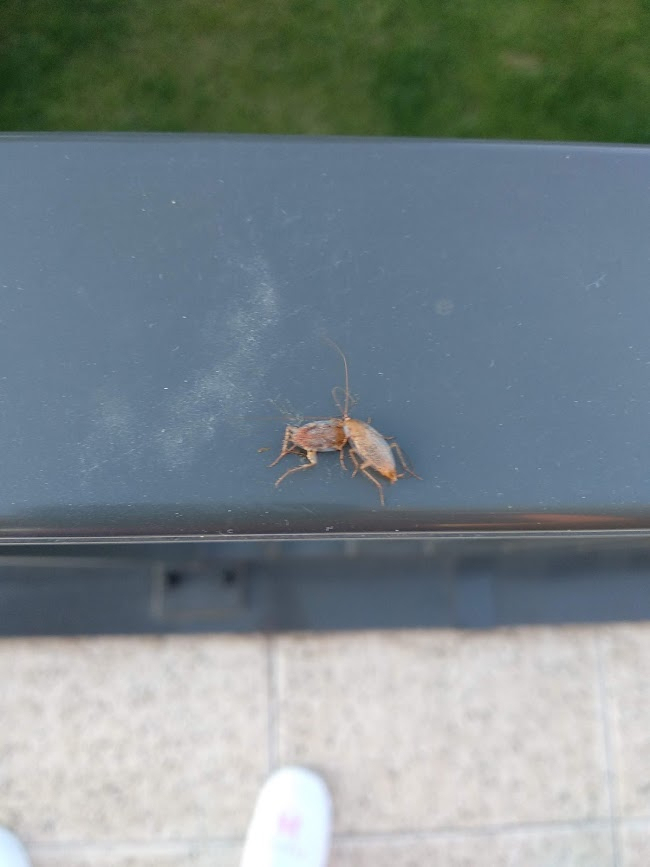 Hpl3D Des Cafards Dans Nos Maisons De Campagne Charmant concernant Cafard De Jardin