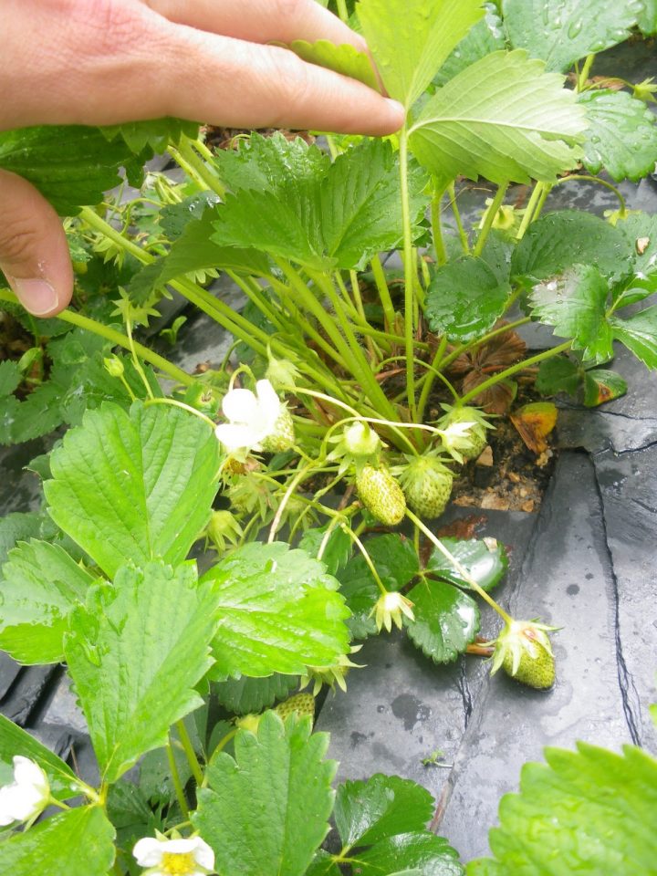 Jardin Aux Quatre Saisons: Vive Le Printemps!! destiné Vive Le Jardin Jardin Aux Quatre Saisons: Vive Le Printemps!! destiné Vive Le Jardin