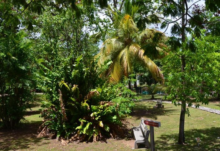 Jardin Botanique – Basse-Terre – Guadeloupe Tourisme destiné Jardin Botanique Guadeloupe