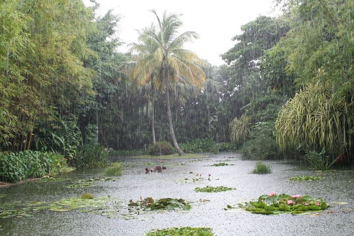 Jardin Botanique De Deshaies – Wikipedia destiné Jardin Botanique Guadeloupe