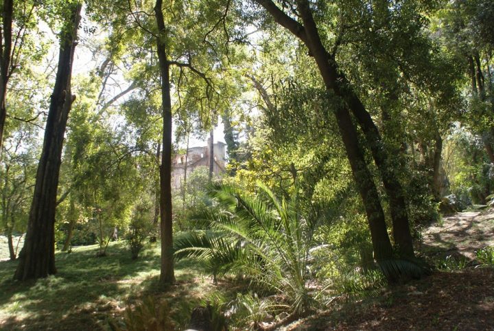 Jardin Botanique De Lisbonne : Palmiers Et Tropiques avec Jardin Botanique Lisbonne