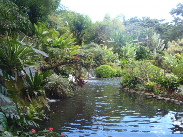Jardin Botanique Deshaies, Guadeloupe | Le Galdi à Jardin Botanique Guadeloupe