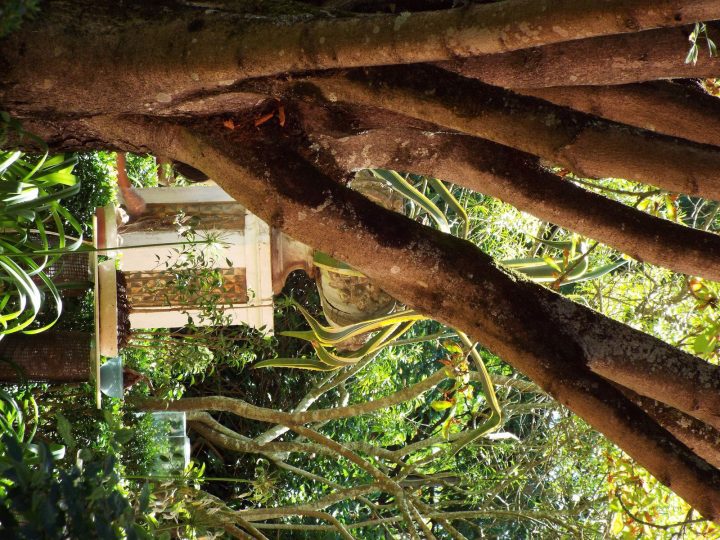 Jardin Botanique Tropical De Belem (Lisbonne). – Jardin De intérieur Jardin Botanique Lisbonne