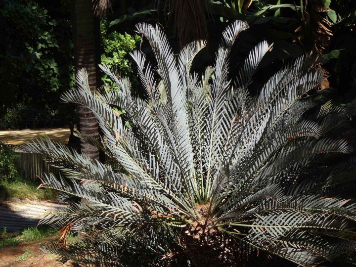 Jardin De Bésignoles: Jardin D'Inspiration : Le Jardin serapportantà Jardin Botanique Lisbonne