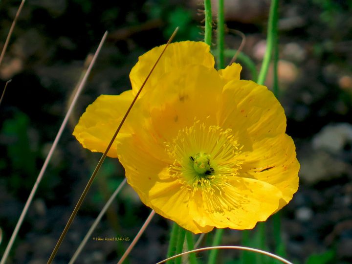 Jardin Des Martels_Giroussens (Tarn, France)_2017-05-25 à Jardin Des Martels Jardin Des Martels_Giroussens (Tarn, France)_2017-05-25 à Jardin Des Martels