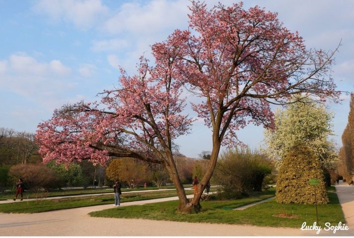 La Galerie Des Enfants Du Museum | Plante Jardin, Jardins serapportantà Jardin Fleuri Lyon