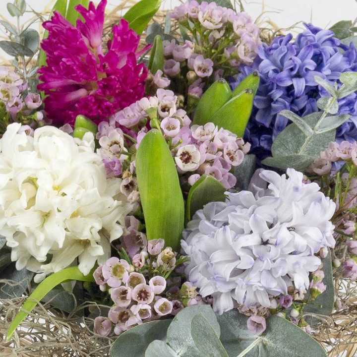 La Jacinthe : Parfum D'Hiver – Le Jardin Des Fleurs destiné Le Jardin Des Fleurs