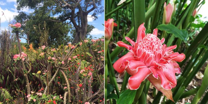 Le Jardin Botanique De Deshaies En Guadeloupe, Joyaux Tropical concernant Jardin Botanique Guadeloupe