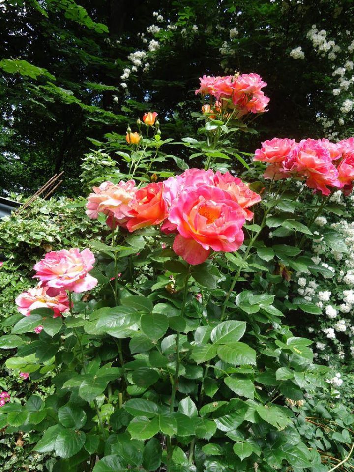 Le Jardin De La Belle Allemande À Lyon serapportantà Jardin Fleuri Lyon