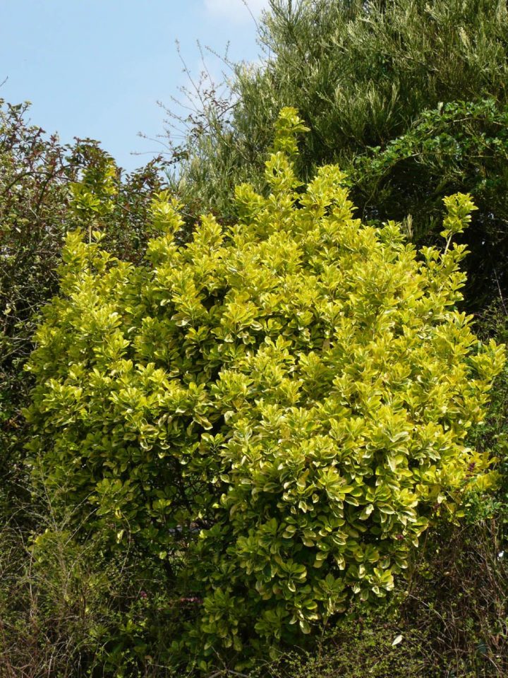 Le Jardin Des Martels, Giroussens (81) – Le Blog De Lalie intérieur Jardin Des Martels Le Jardin Des Martels, Giroussens (81) – Le Blog De Lalie intérieur Jardin Des Martels