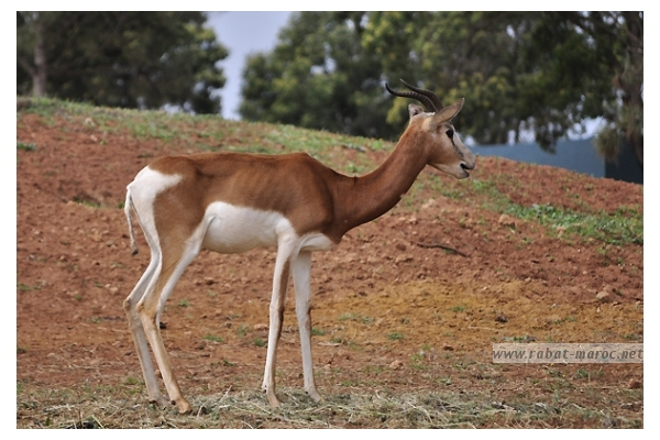 Le Jardin Zoologique National De Rabat dedans Le Jardin Des Gazelles