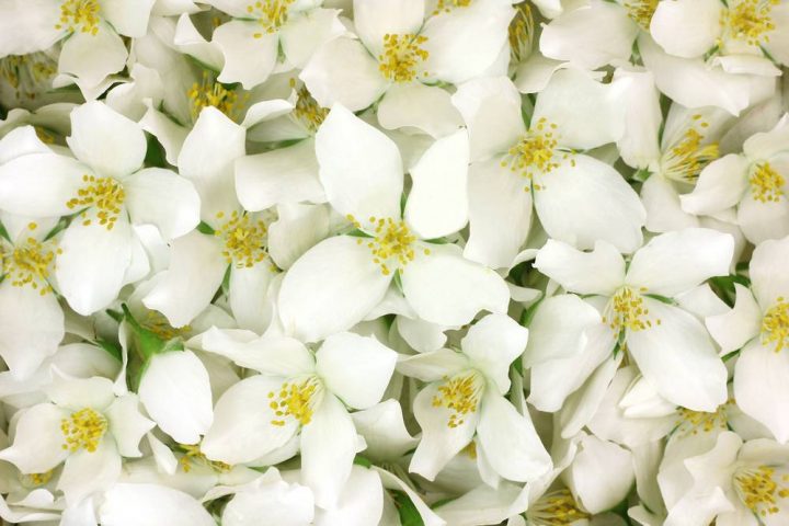 Le Parfum Des Fleurs – Le Jardin Des Fleurs destiné Le Jardin Des Fleurs Le Parfum Des Fleurs – Le Jardin Des Fleurs destiné Le Jardin Des Fleurs