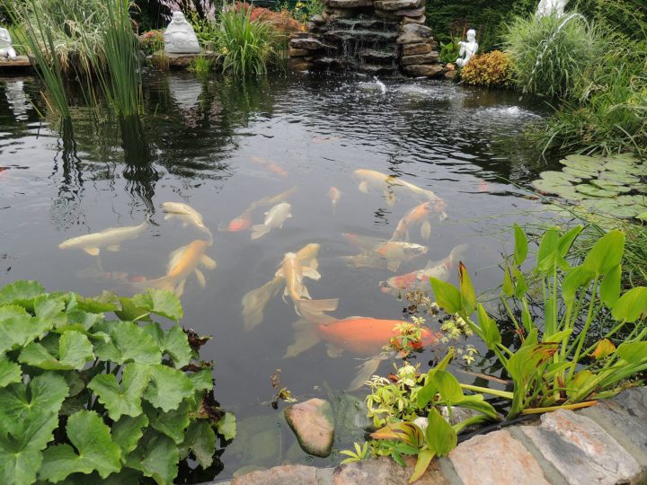 Les 15 Plus Beaux Bassins Découverts Lors Du Concours ! – Aquiflor – Jardinerie Aquatique encequiconcerne Bassin De Jardin