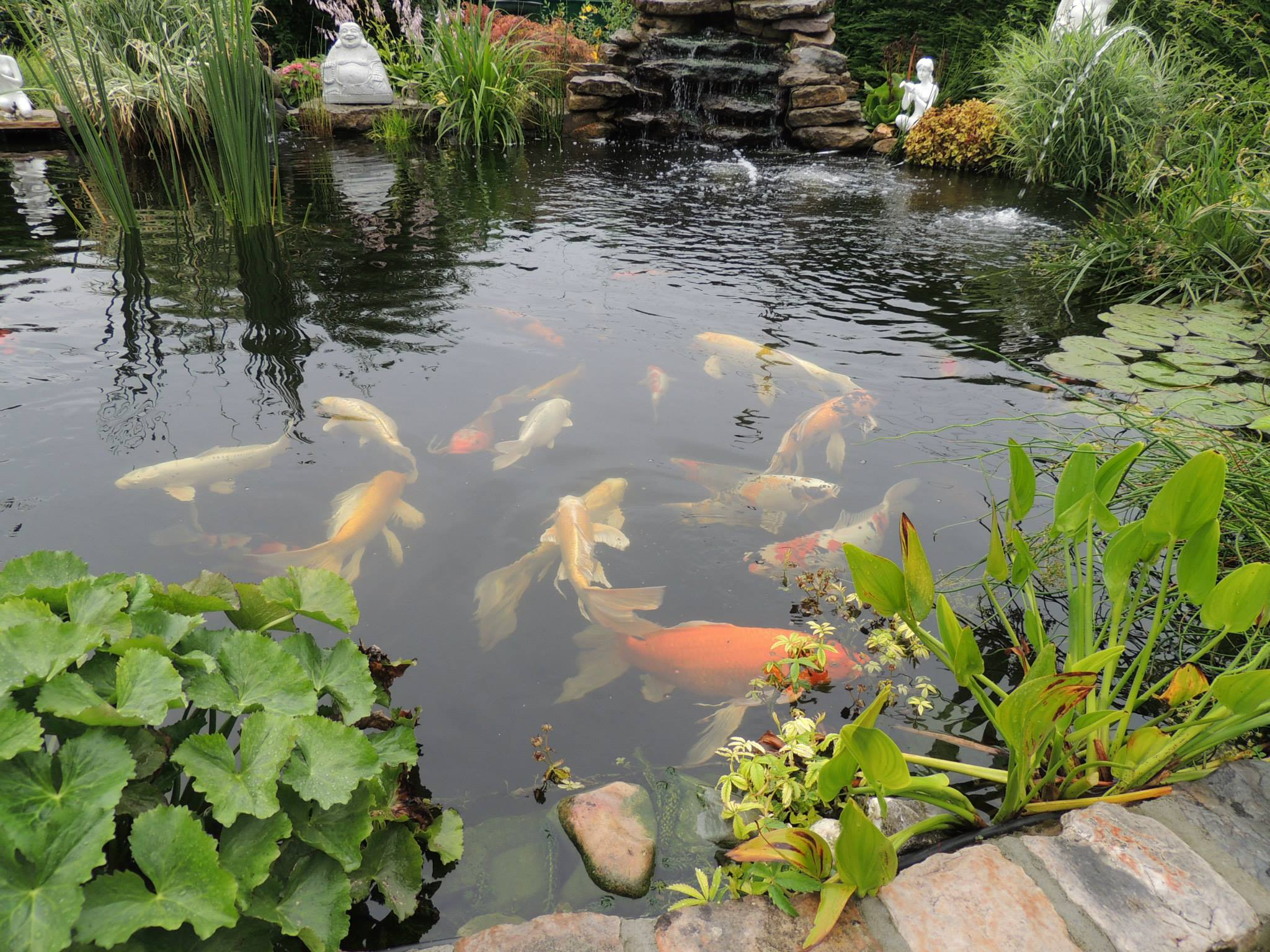 Les 15 Plus Beaux Bassins Découverts Lors Du Concours ! - Aquiflor - Jardinerie Aquatique encequiconcerne Bassin De Jardin Les 15 Plus Beaux Bassins Découverts Lors Du Concours ! - Aquiflor - Jardinerie Aquatique encequiconcerne Bassin De Jardin