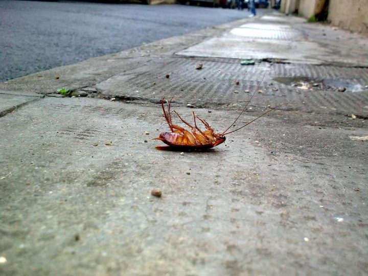 Les Cafards Savent Éviter Les Pièges Sucrés dedans Cafard De Jardin