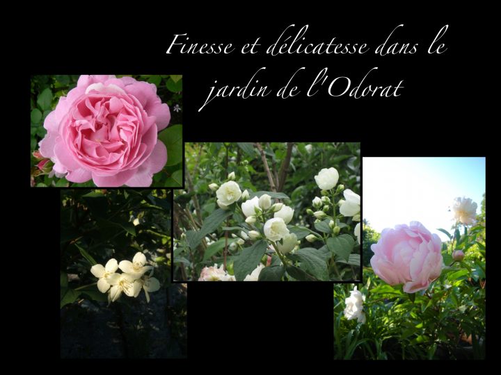 Les Fleurs De Début Juin – Le Jardin Des Cinq Sens – Yvoire serapportantà Le Jardin Des Fleurs