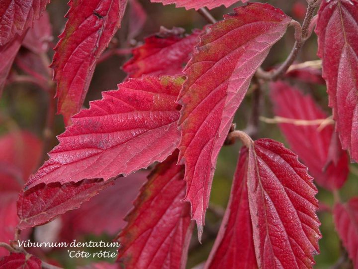 Les Fleurs : Structure, Différents Types D’inflorescences intérieur Arrosoirs Et Sécateurs