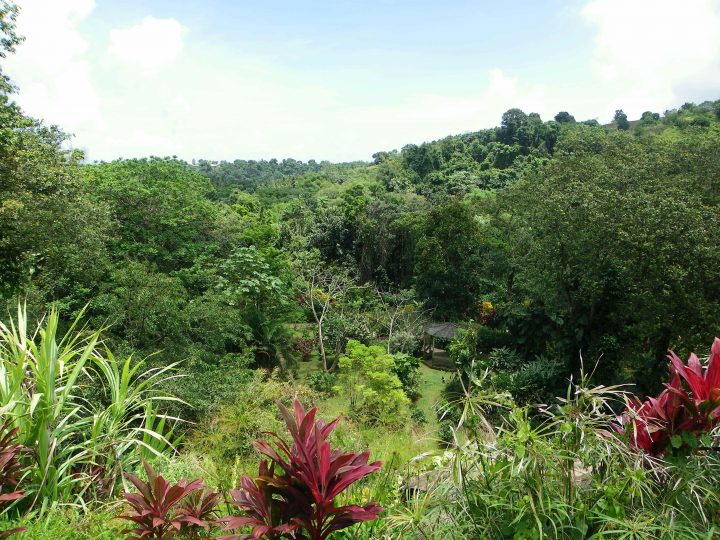 Les Jardins Botaniques De Guadeloupe – Partirvoirlemonde encequiconcerne Jardin Botanique Guadeloupe