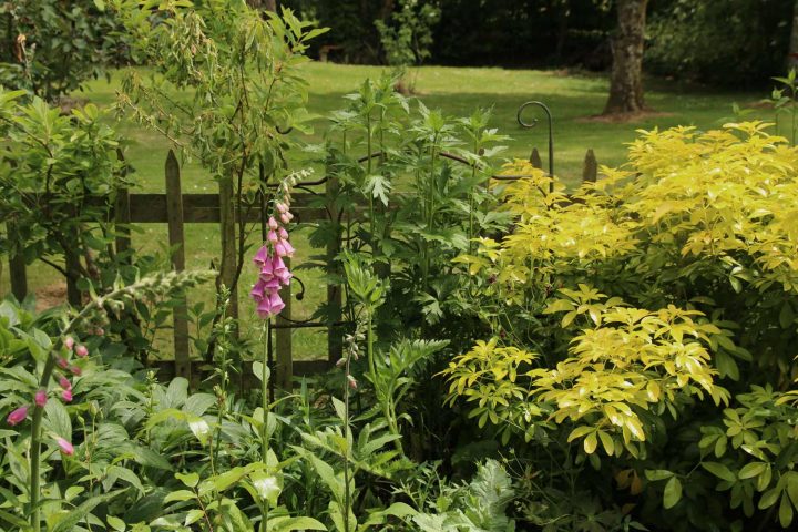 Les Oeillets De Rocaille – Arrosoirs Et Sécateurs encequiconcerne Arrosoirs Et Sécateurs