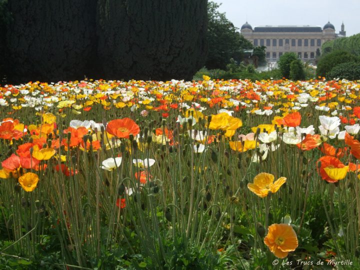 Les Trucs De Myrtille: Les Pavots Du Jardin Des Plantes encequiconcerne Le Jardin Des Fleurs