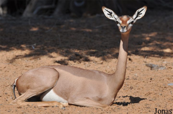 Les Zoos Dans Le Monde – A Propos avec Le Jardin Des Gazelles