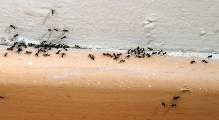 Lutter Contre Les Fourmis Dans La Maison serapportantà Comment Se Débarrasser Des Fourmis Dans Le Jardin