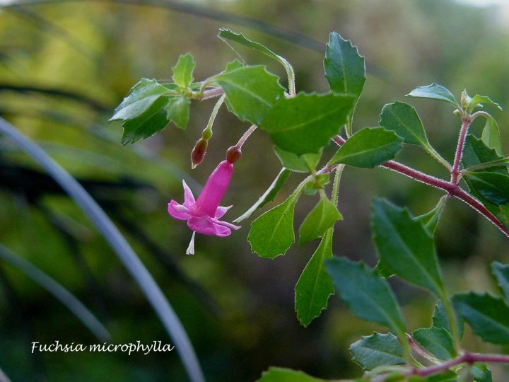 Melianthus Major – Arrosoirs Et Sécateurs destiné Arrosoirs Et Sécateurs