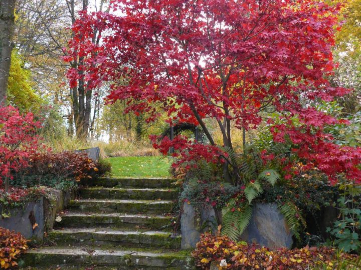 Nigella Damascena (Nigelle De Damas) – Arrosoirs Et Sécateurs destiné Arrosoirs Et Sécateurs