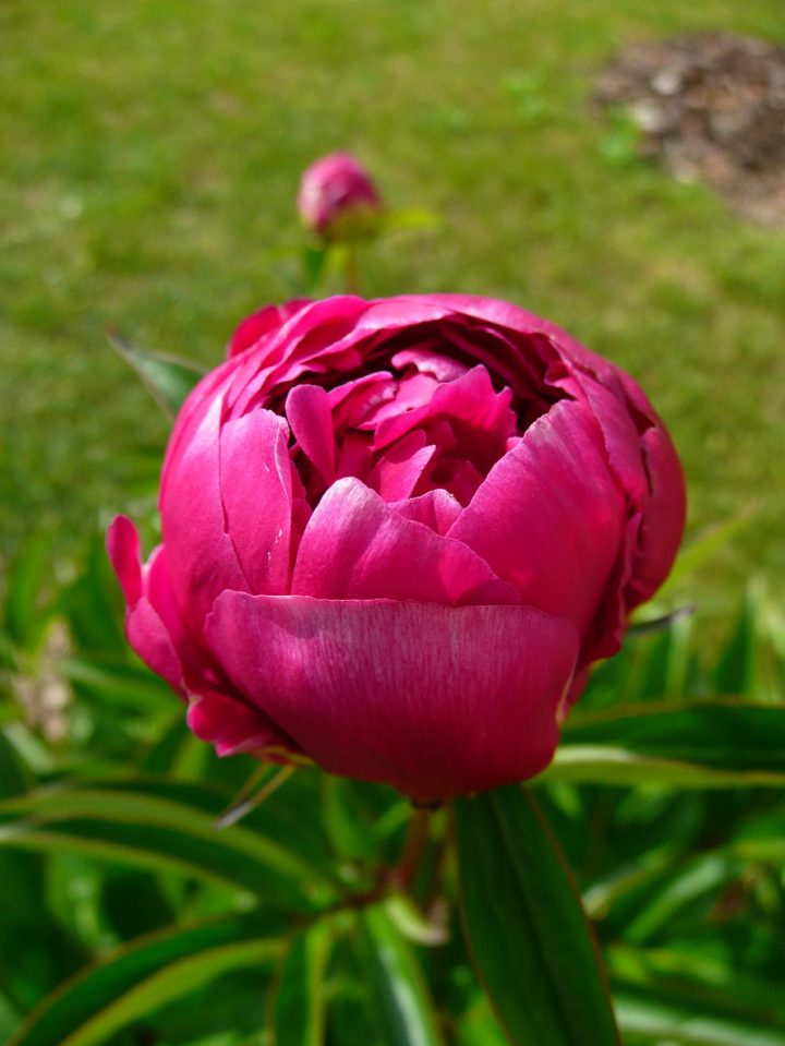 Notre Jardin Secret.: Des Fleurs En Pagaille!!! destiné Le Jardin Des Fleurs Notre Jardin Secret.: Des Fleurs En Pagaille!!! destiné Le Jardin Des Fleurs