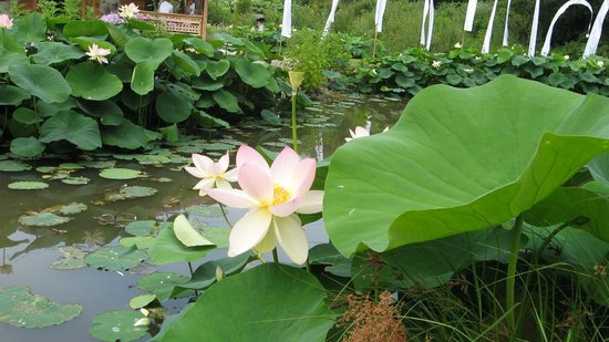 Pagode Jardin Des Martels – Photo De Jardins Des Martels encequiconcerne Jardin Des Martels