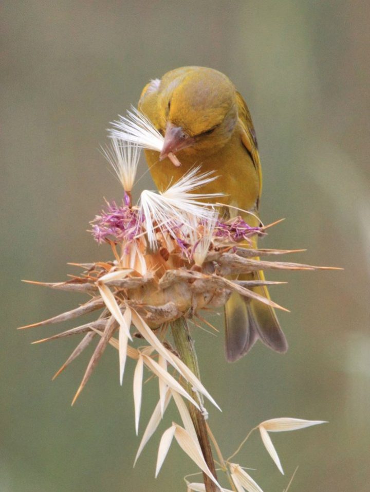 Pessah | Boker Tov Yerushalayim serapportantà Le Jardin Des Gazelles