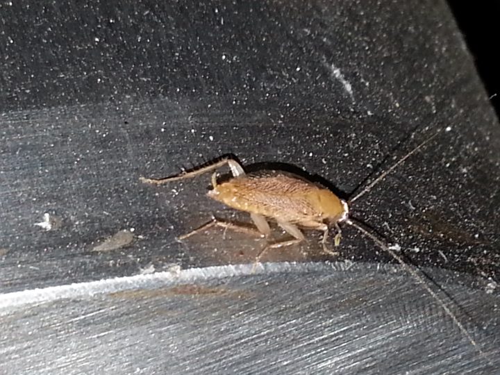 Petites Blattes [Résolu Ectobius, Blatte Des Jardins] – Au intérieur Cafard De Jardin