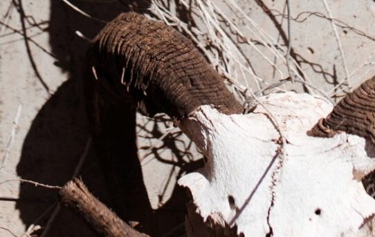 i came by wahre begebenheit